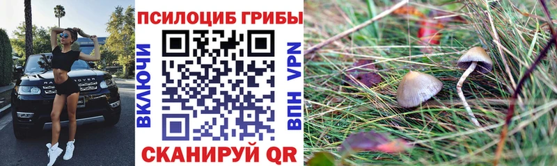 Купить закладки Апатиты Галлюциногенные грибы Psilocybe
